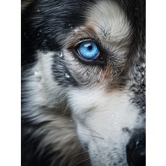 KUTYÁK - Fajták szerint