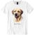  Labrador Retriever III