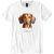 Dachshund